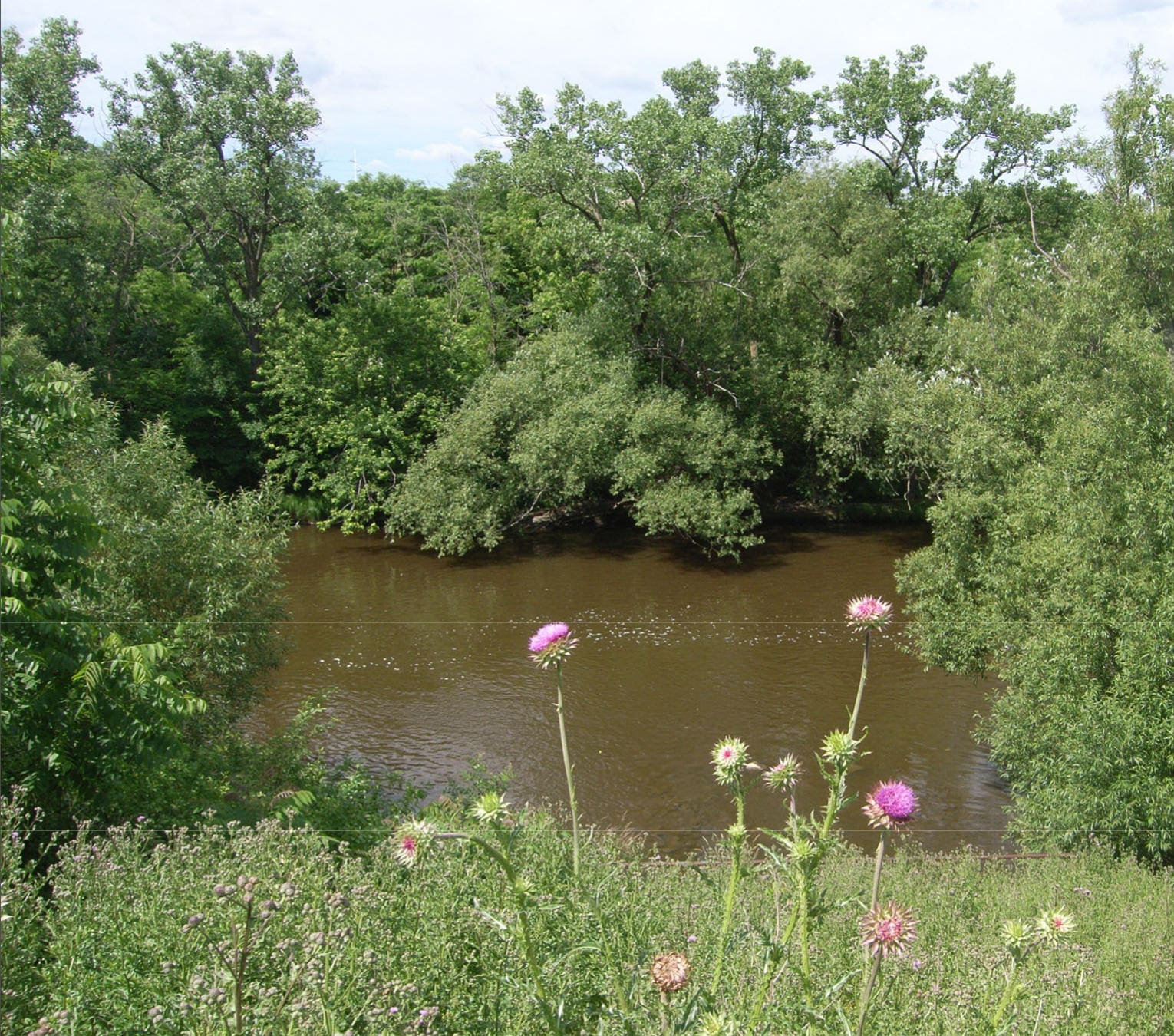 a calm creek with flowers