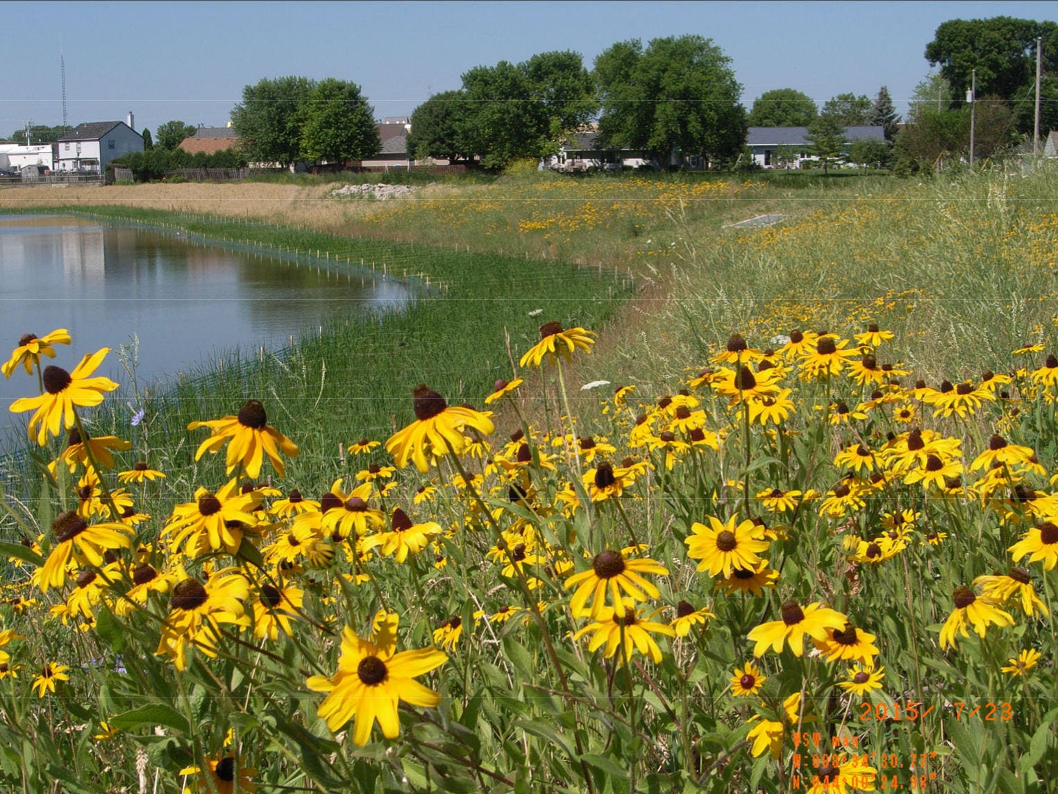 Lazy Susan flowers next to a lake